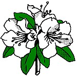 Hydrangea paniculata 'Pinky-Winky'