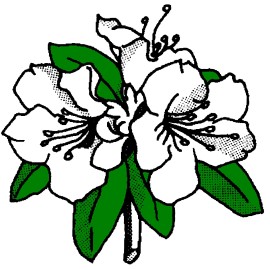 Rhododendron augustinii Werrington Form