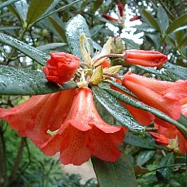 Rhododendron 'Matador FCC' - at Loder Plants, RH13 6PP
