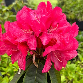 Rhododendron yunnanense Red Throat