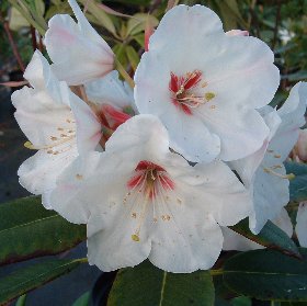 Rhododendron 'Arthur Stevens'