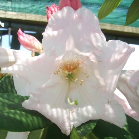 Rhododendron 'Angelo FCC'