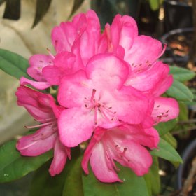 Rhododendron 'Countess of Derby'