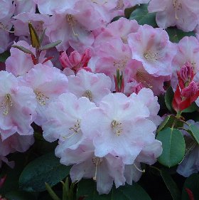 Rhododendron 'Psyche'