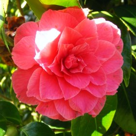 Camellia 'Joseph Pfingstl'