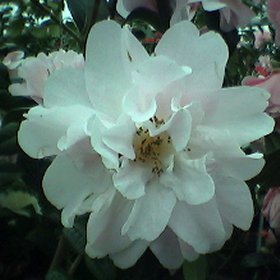 Camellia 'Dainty Dale'