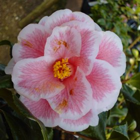 Camellia 'Lady Vansittart'