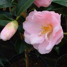 Camellia 'Margaret Waterhouse'