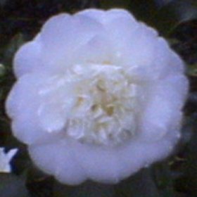 Camellia 'Nobilissima'