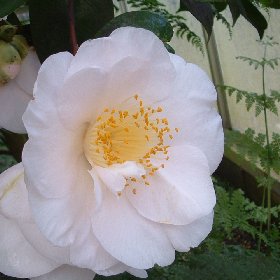Camellia 'Mrs D W Davis'
