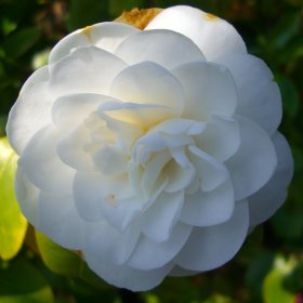 Camellia 'Primavera'