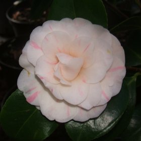 Camellia 'Rosularis'