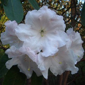 Rhododendron 'Loderi King George F.C.C.- micro-prop'