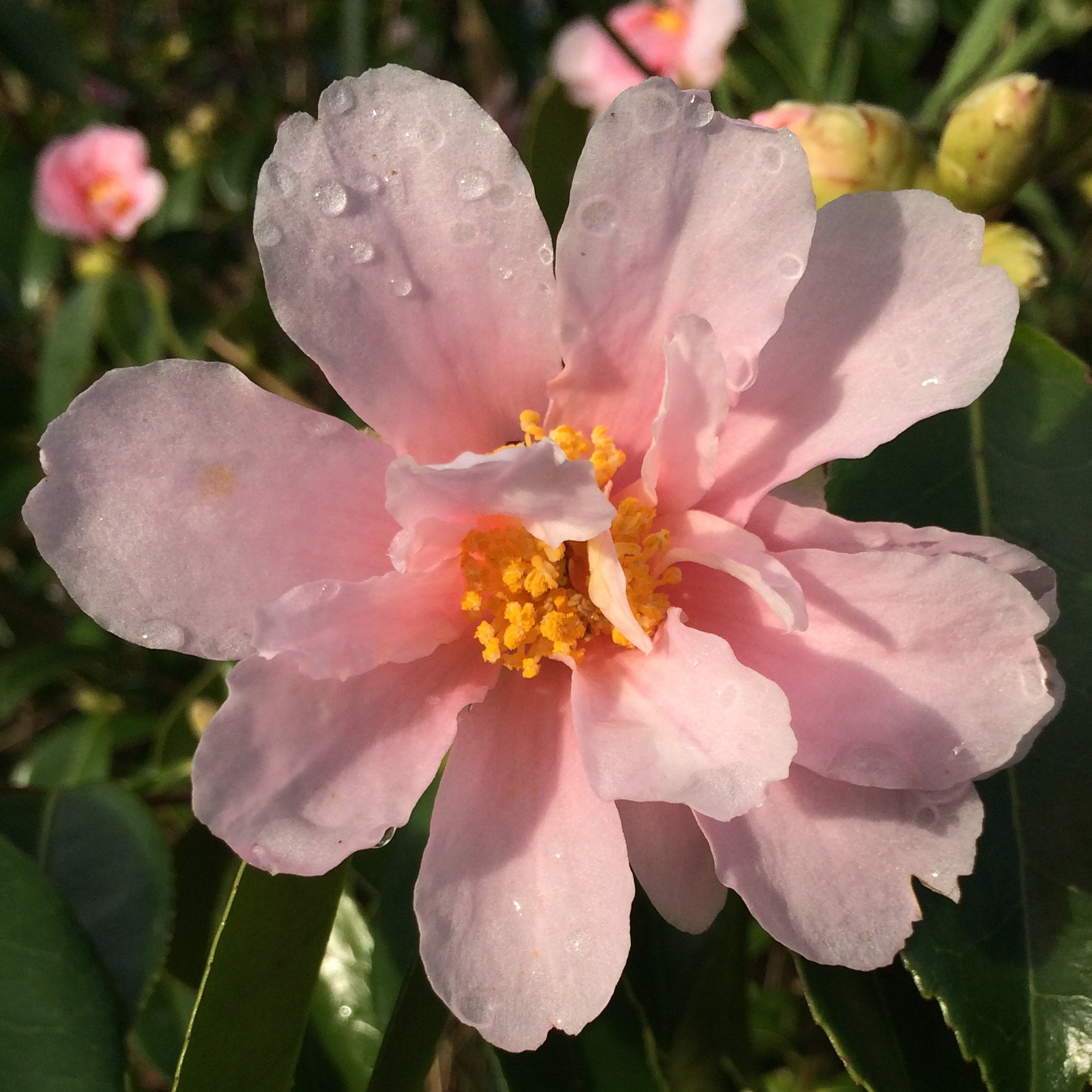 Camellia 'Winter\'s Toughie'