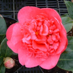 Camellia 'Wilber Foss'