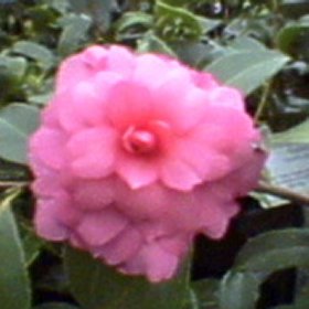 Camellia 'Chansonette'