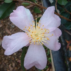 Camellia 'Maiden\'s Blush'