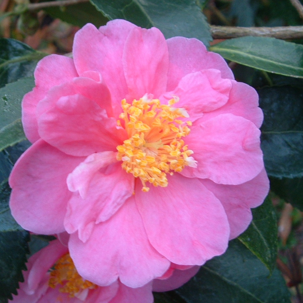 Camellia 'Winter\'s Joy'