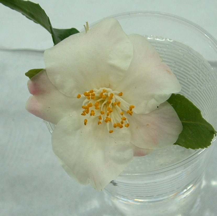 Camellia 'Scentuous'