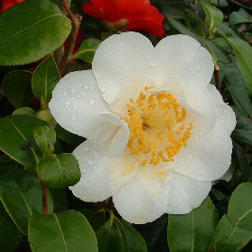 Camellia 'Alaskan Belle'