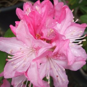 Rhododendron 'Cheer'
