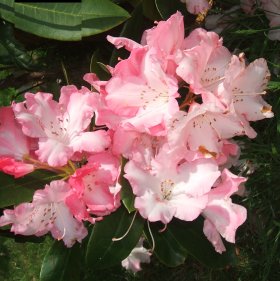 Rhododendron 'Dawn\'s Delight'