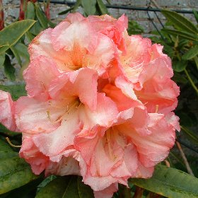 Rhododendron 'Abigail'