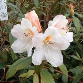 Rhododendron 'edgeworthii Hybrid'