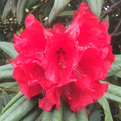 Rhododendron 'Etta Burrows'