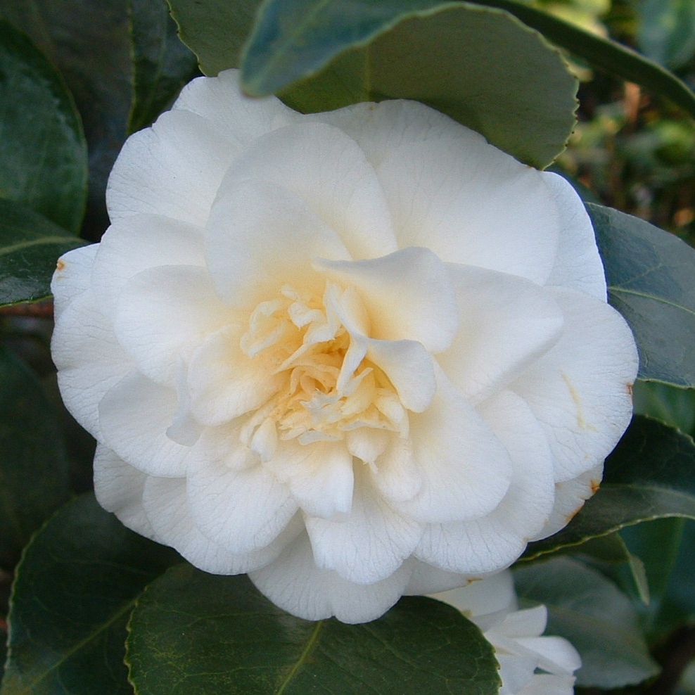 Camellia 'Lemon Drop'