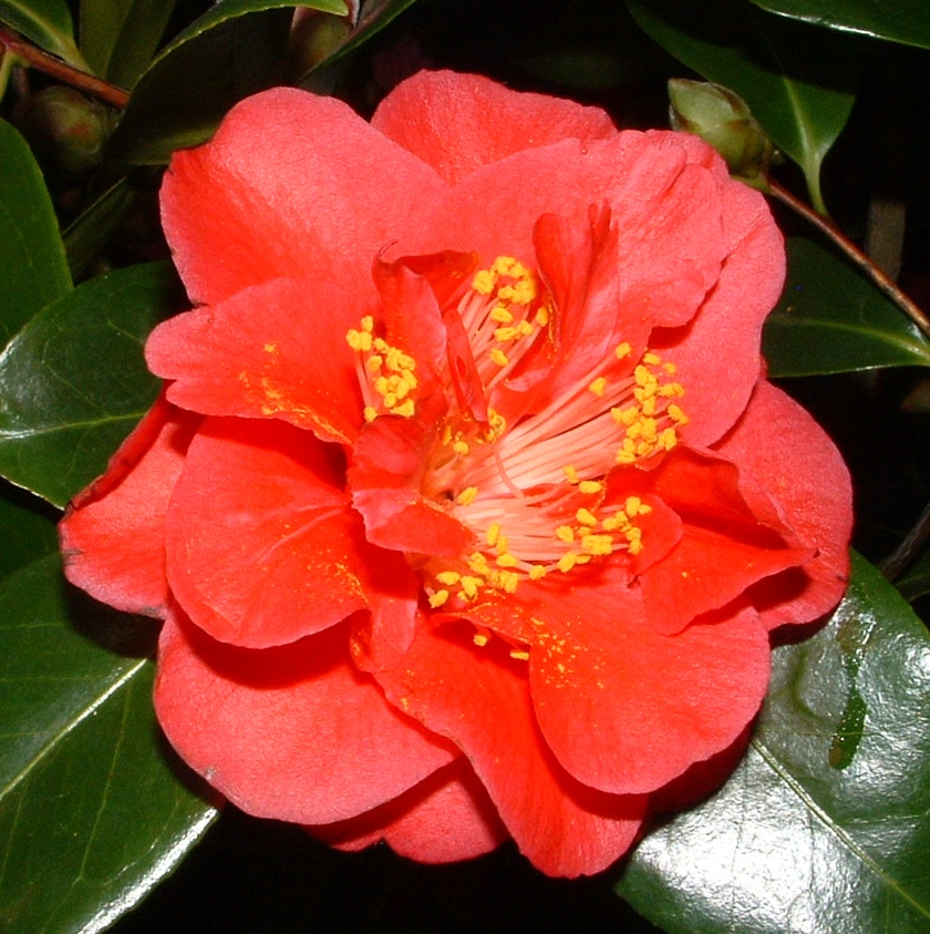 Camellia 'Ruddigore'
