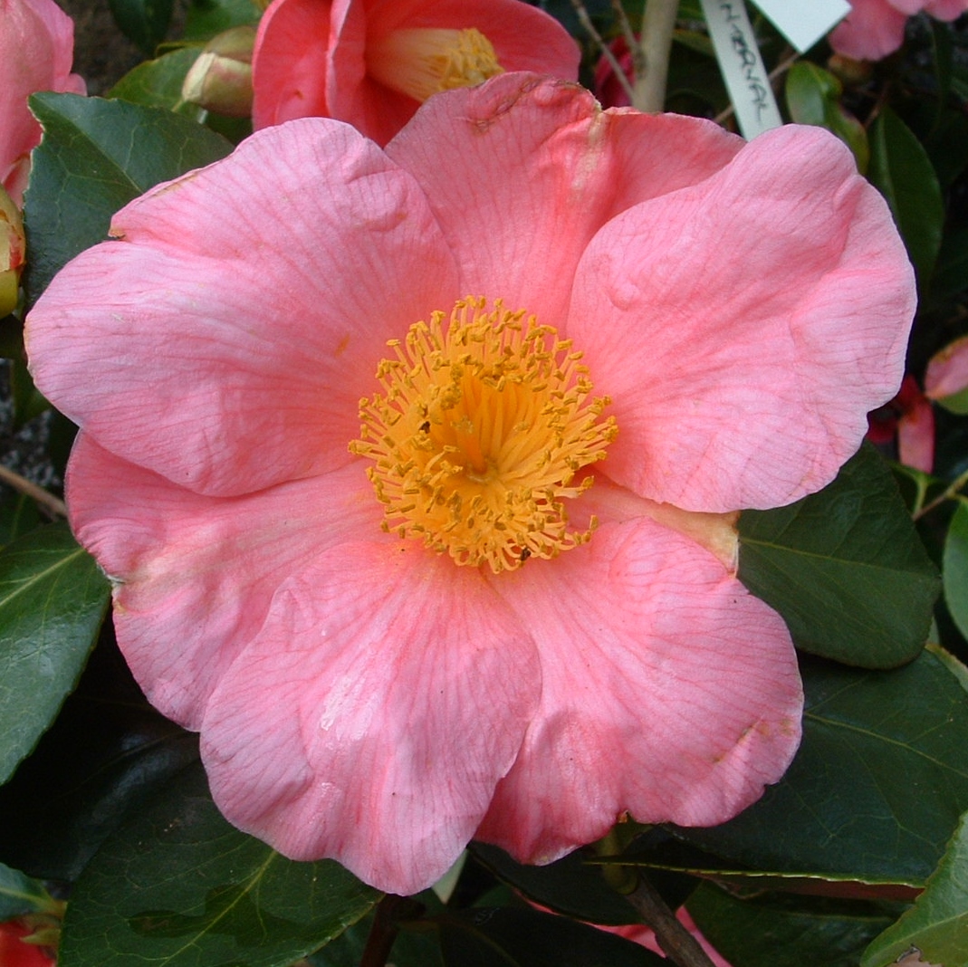 Camellia 'Hooker'