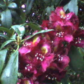 Rhododendron 'Frank Galsworthy'