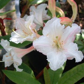 Azaleodendron 'Martha Isaacson'
