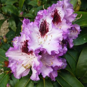Rhododendron 'Blue Peter'