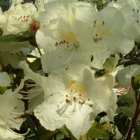 Rhododendron 'Bo-Peep'