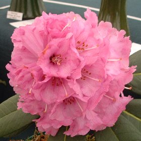 Rhododendron 'Colonel Rogers'