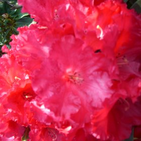 Rhododendron 'Markeeta\'s Prize'