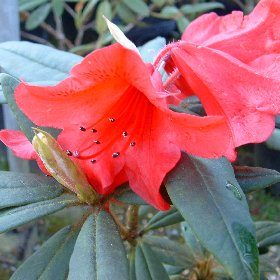 Rhododendron 'Matador FCC'