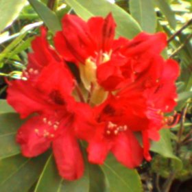 Rhododendron 'Doncaster'
