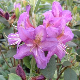 Rhododendron trichanthum Honeywood