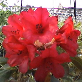 Rhododendron 'Whitney\'s Dwarf Red'