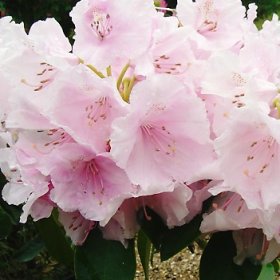 Rhododendron 'Mother of Pearl'