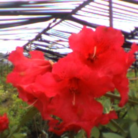 Rhododendron 'Johnny Bender'
