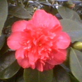 Camellia 'Touchdown'