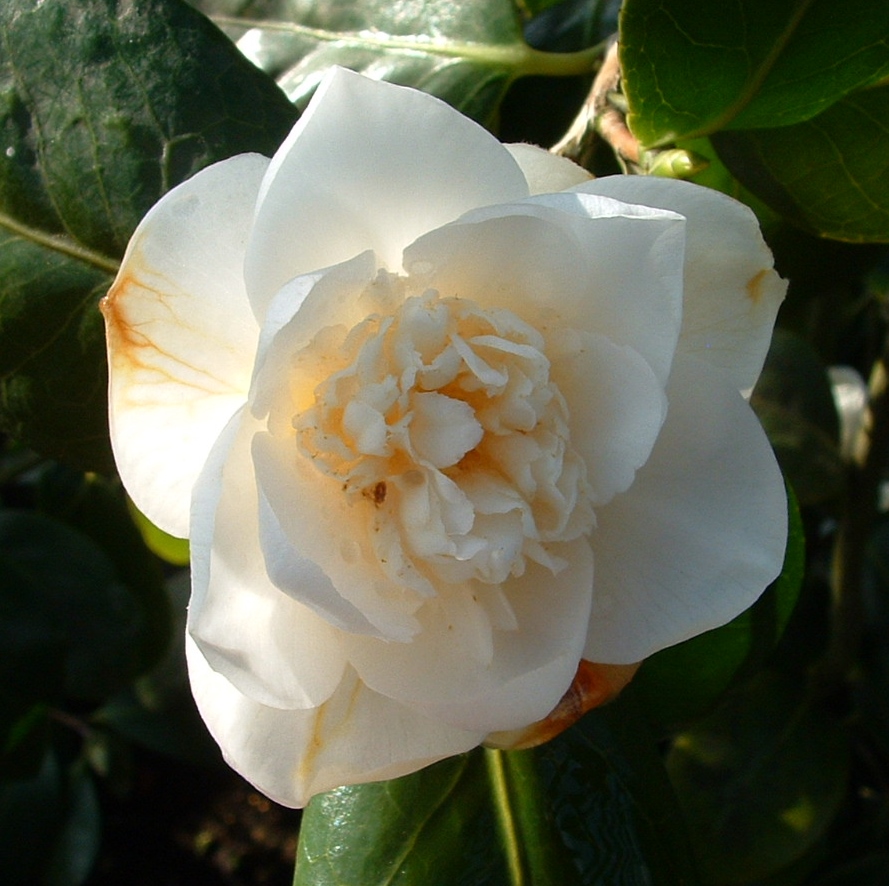 Camellia 'Sally Harrell'