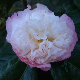 Camellia 'Mabel Blackwell'