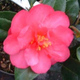 Camellia 'Dazzler'