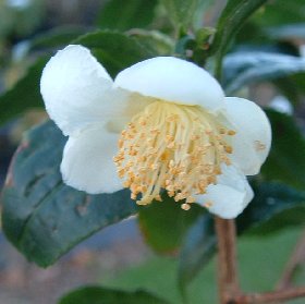 Camellia sinensis The Tea bush