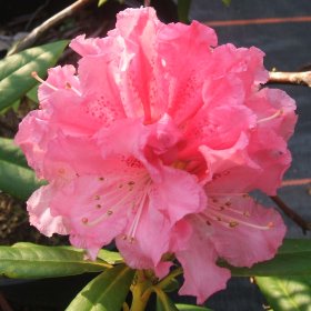 Rhododendron 'Jacksonii'